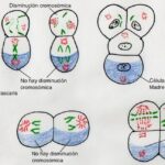 Diferencia entre germoplasma y somatoplasma