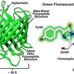Diferencia entre GFP y EGFP