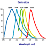 Diferencia entre GFP y YFP