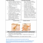 Diferencia entre glándulas endocrinas y exocrinas