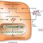Diferencia entre glicación y glicosilación