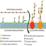 Diferencia entre glicolípido y glicoproteína