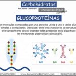 Diferencia entre glicoproteína y mucoproteína