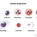 Diferencia entre glóbulos rojos y glóbulos blancos