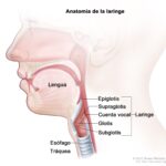 Diferencia entre glotis y epiglotis