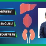 Diferencia entre glucogenólisis y gluconeogénesis
