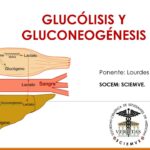 Diferencia entre glucólisis y gluconeogénesis