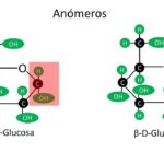 Diferencia entre glucosa alfa y beta