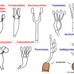 Diferencia entre Holobasidium y Phragmobasidium