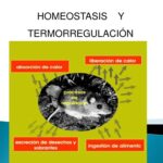 Diferencia entre homeostasis y termorregulación
