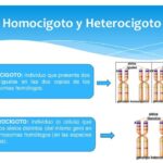 Diferencia entre homocigoto y heterocigoto