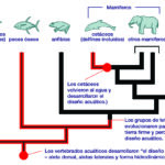 Diferencia entre homología y evolución convergente
