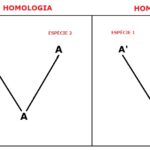 Diferencia entre homología y homoplasia