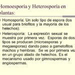 Diferencia entre homosporía y heterosporía