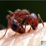 Diferencia entre hormigas rojas y hormigas de fuego