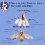 Diferencia entre hormigas voladoras y termitas