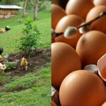 Diferencia entre huevos de gallinas camperas y huevos de gallinas sin jaula