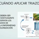 Diferencia entre imidazol y triazol