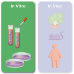 Diferencia entre in vitro e in vivo