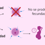 Diferencia entre infertilidad y subfertilidad