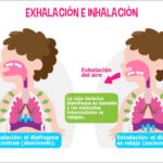 Diferencia entre inhalación y exhalación