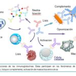 Diferencia entre inmunoglobulina y anticuerpo