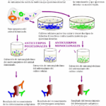 Diferencia entre inmunohistoquímica e inmunocitoquímica