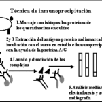 Diferencia entre inmunoprecipitación y Western Blot