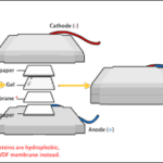 Diferencia entre inmunotransferencia y Western blot