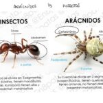 Diferencia entre insectos y arácnidos