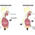 Diferencia entre inspiración y espiración