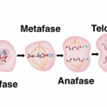 Diferencia entre interfase y profase
