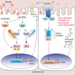 Diferencia entre interleucinas e interferones