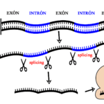 Diferencia entre intrones y exones