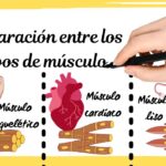 Diferencia entre la contracción del músculo esquelético y del músculo liso