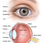 Diferencia entre la coroides y la retina