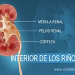 Diferencia entre la corteza renal y la médula renal