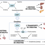 Diferencia entre la creatinina y la creatina quinasa