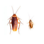 Diferencia entre la cucaracha alemana y la americana