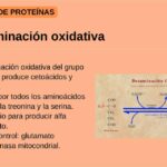 Diferencia entre la desaminación oxidativa y no oxidativa