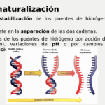 Diferencia entre la desnaturalización y la renaturalización del ADN
