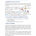 Diferencia entre la determinación celular y la diferenciación celular