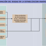 Diferencia entre la digestión anaeróbica y la fermentación