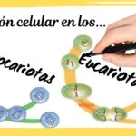 Diferencia entre la división celular procariota y eucariota