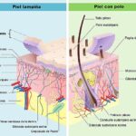 Diferencia entre la epidermis superior e inferior