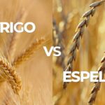 Diferencia entre la espelta y el trigo
