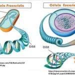 Diferencia entre la estructura genética procariota y eucariota