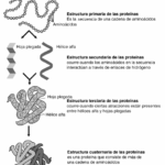 Diferencia entre la estructura primaria secundaria y terciaria de las proteínas