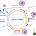 Diferencia entre la fase G1 y G2 del ciclo celular
