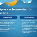 Diferencia entre la fermentación homoláctica y heteroláctica